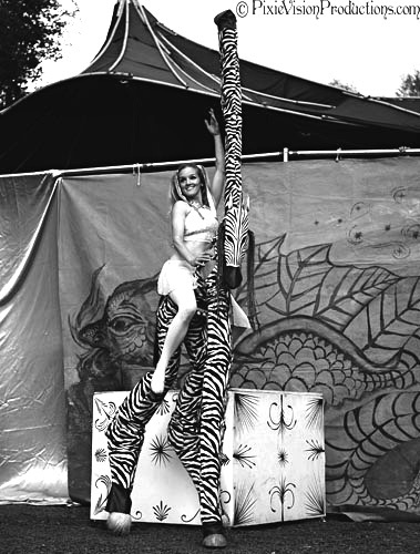 Toy Box Zebra Lightning in a Bottle Toy Box Zebra Lightning in a Bottle